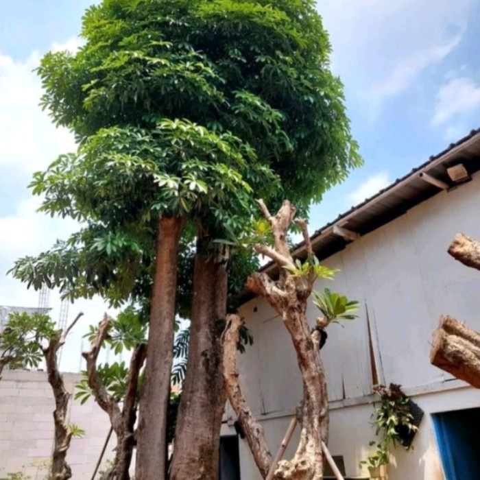 TERBARU pohon pule gruping bonggol besar