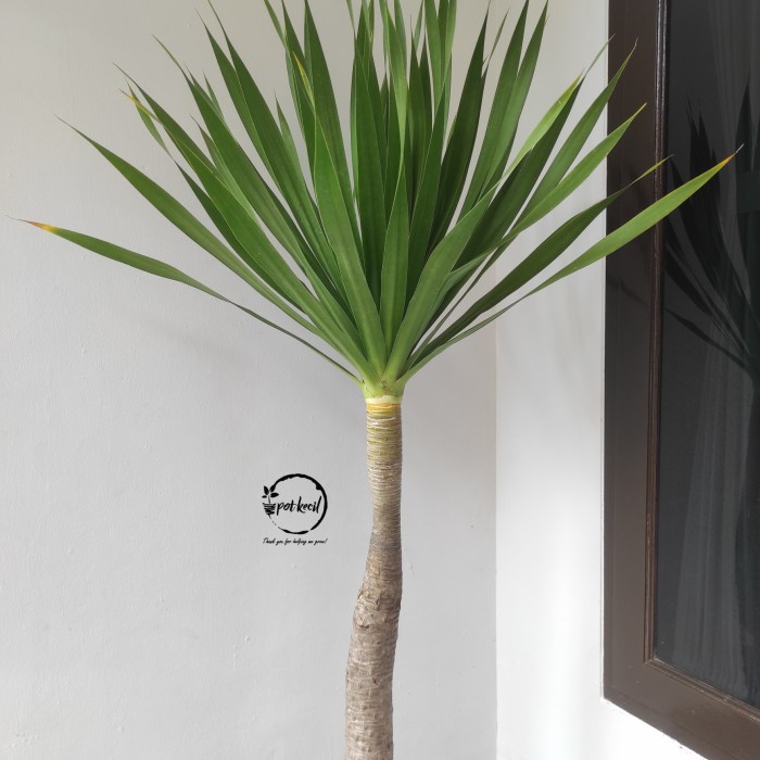 Pandan Bali / Pohon Pandan Bali