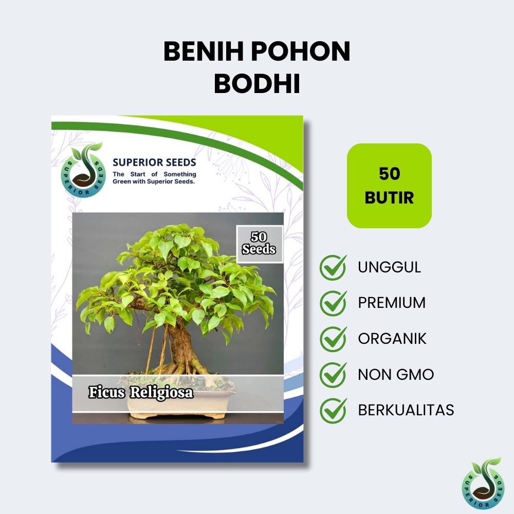 Biji Benih Bonsai Pohon Ficus Religosa | Bodhi (Superior Seeds)