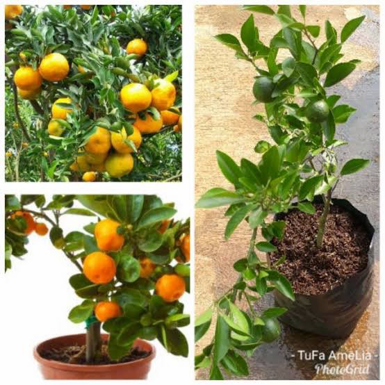 bibit jeruk keprok 55 kondisi berbuah