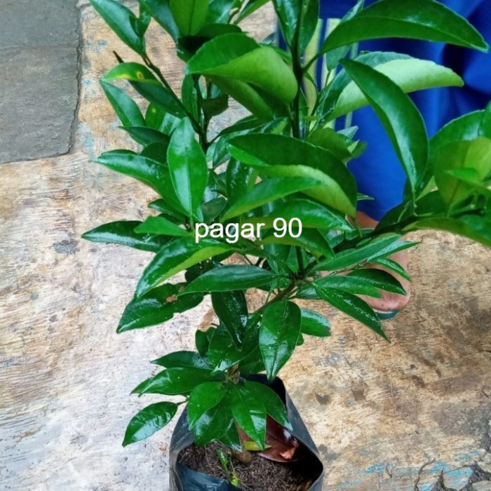 Bibit jeruk santang madu okulasi - tanaman buah jeruk santang madu PREMIUM