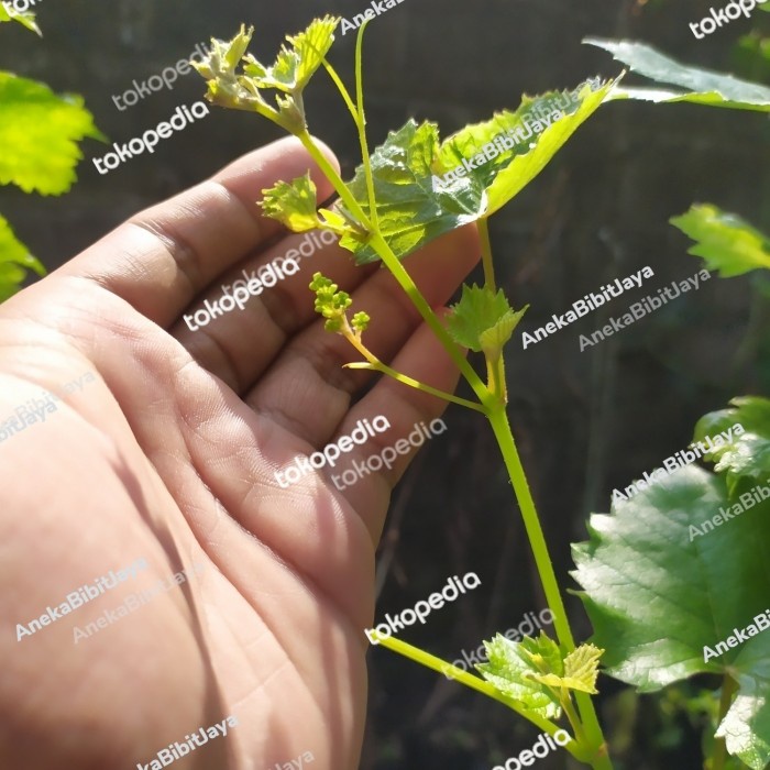 bibit buah anggur import segala jenis berbunga PREMIUM