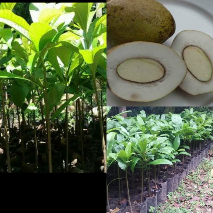 bibit pohon kemang- buah kemang langka PREMIUM