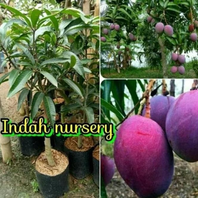 BIBIT MANGGA ERWIN HASIL CANGKOKAN SUDAH BERBUAH TANAMAN BUAH PREMIUM