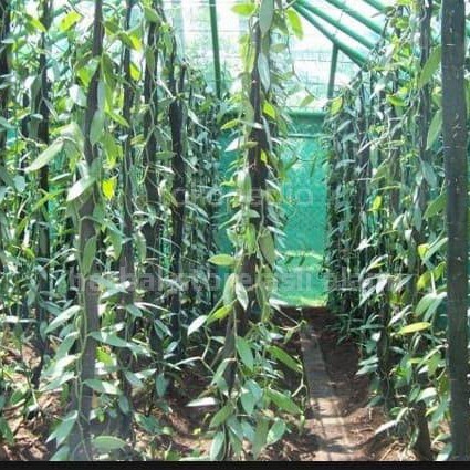 Bibit vanili bibit stek vanili per meter vanila bibit buah vanili PREMIUM