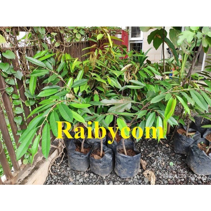 Durian Musang King Asal Bibit TRUBUS Jamin Asli Pohon Buah Musangking PREMIUM