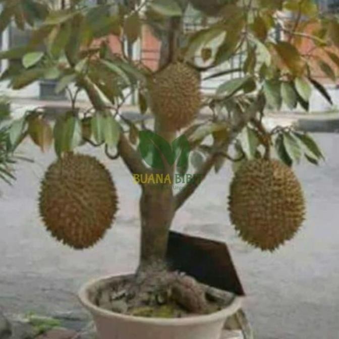 Bibit Pohon Buah Durian Montong Super Jumbo sambung Pendek fres PREMIUM