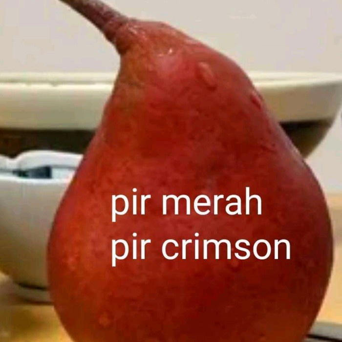 Bibit buah pir merah cangkok PREMIUM