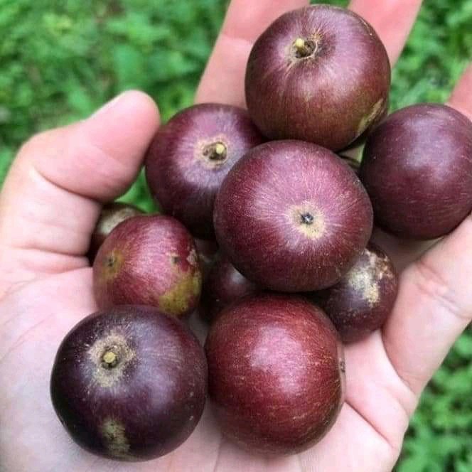 bibit rukem buah PREMIUM