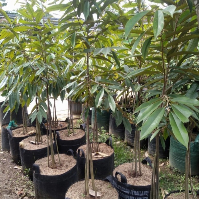 BIBIT BUAH DURIAN MUSANG KING KAKI 3 / DURIAN MUSANG KING KAKI 3 PREMIUM