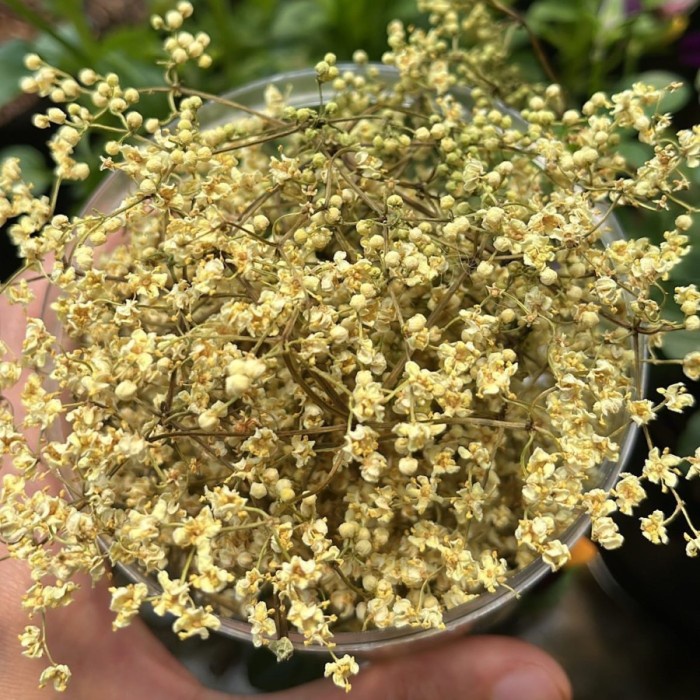 

dried elderflower bunga elder kering bunga konsumsi ramuan teh