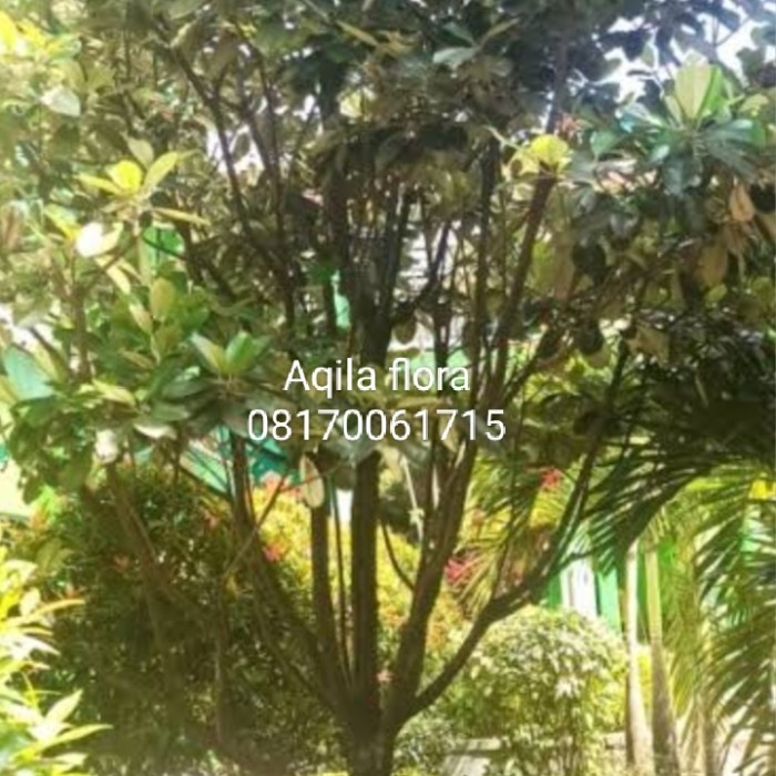 pohon sawo Kecik/saho Kecik tinggi 2 meter
