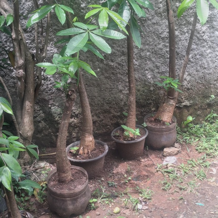 pohon pacira/tanaman pacira tinggi 1 meter. siap tanam