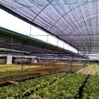 PARANET 90% ( Panjang 10 meter x Lebar 6 meter ) Grade A Jaring paranet Anti UV