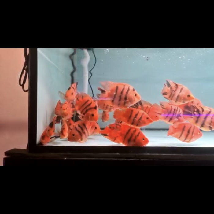 Red tiger kingkong parrot 14cm-+ impor Cuci GUdang