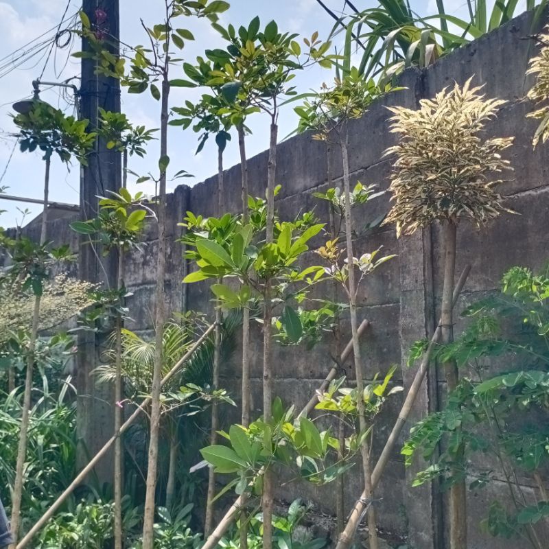 Terlaris Pohon tabebuya bunga merah tinggi 2 meter // Tanaman Hias Tabebuya bunga meah Tinggi 2,5