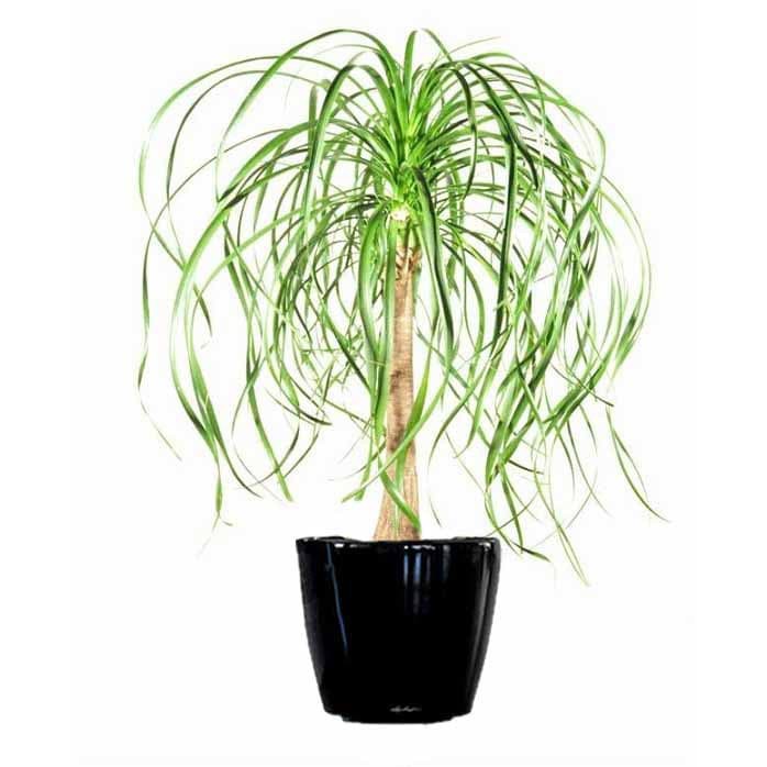 Favorit Tanaman Nolina / Ponytail Palm Stok Terbatas