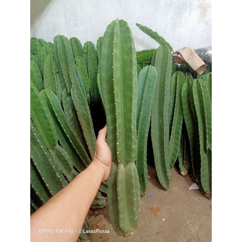 Terlaris (BISA COD) Tanaman Hias kaktus koboi Tanpa duri kaktus koboi premium Bunga hias kaktus