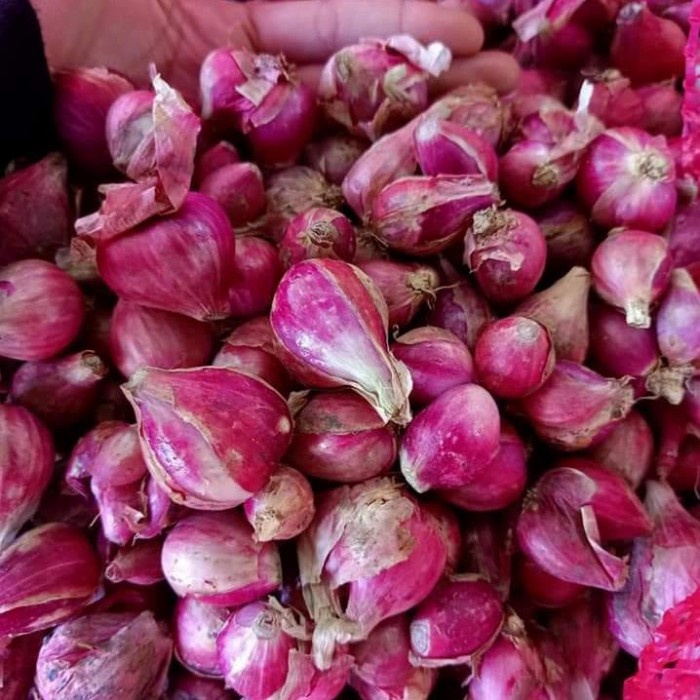 

Bawang Merah 1Kg Best Seller