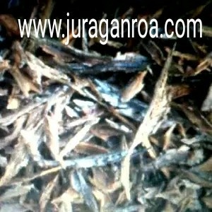 

BARANG TERLARIS ikan roa kupas badan
