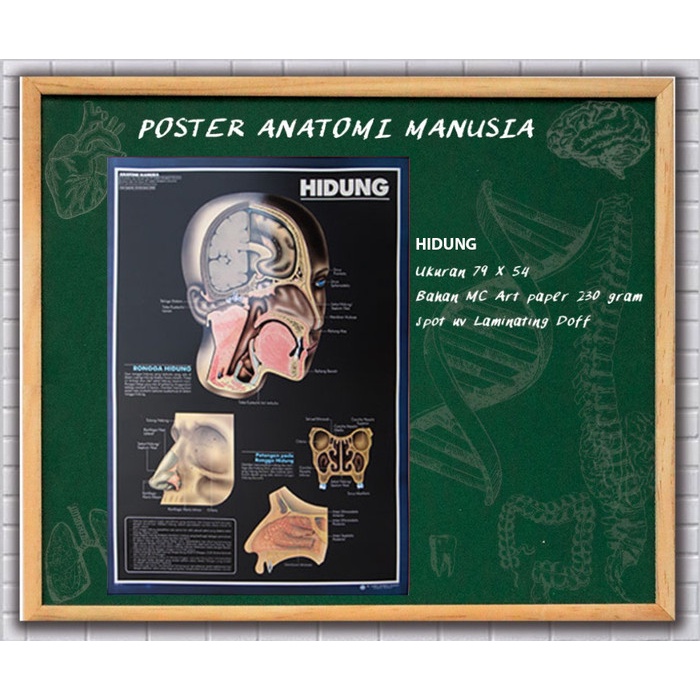 

SALE !!! POSTER ANATOMI MANUSIA (HIDUNG) READYY