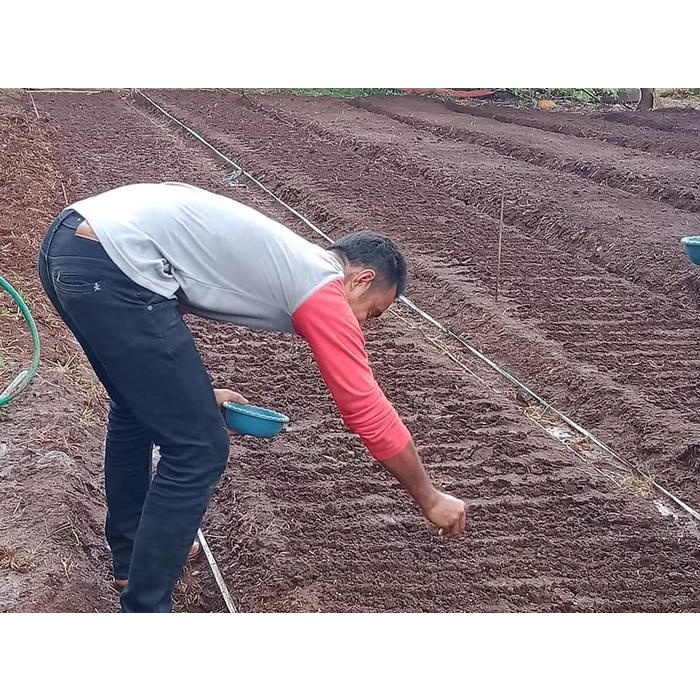 New Bibit Benih Tanaman Bawang Merah Biji Tss Lokananta 800Butir Dari Cap Panah Merah Ready