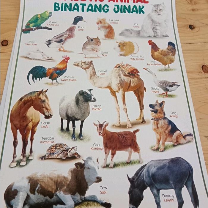 

JTTOP" PAKET 5 POSTER EDUKASI UMUM ( HURUF ANGKA BUAH HEWAN HIJAIYAH)