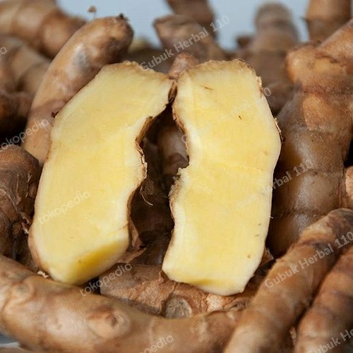 

Sale! Kunyit Putih Segar Temu Putih