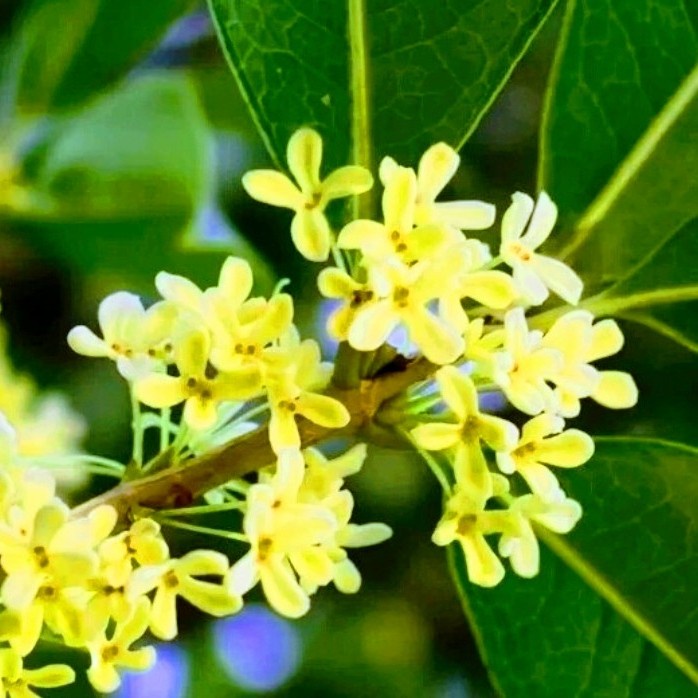 Bibit Tanaman Sweet Osmanthus