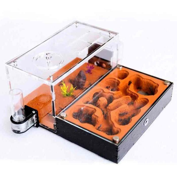 Terbaru Formicarium Ecological Datar Premium, Formicarium Akrilik, Formicarium Kaca, Ants Nest,