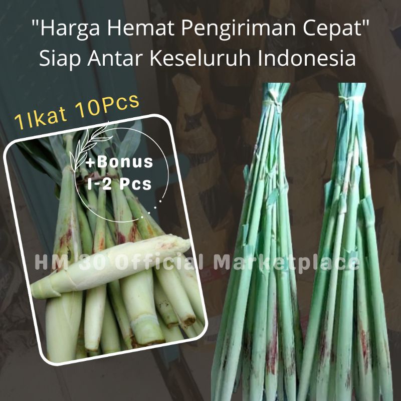 

Trubuk 1 Ikat Utuh 10 Buah Fresh Murah JAMINAN UANG KEMBALI Jika Produk Mengecewakan Trubus Bunga