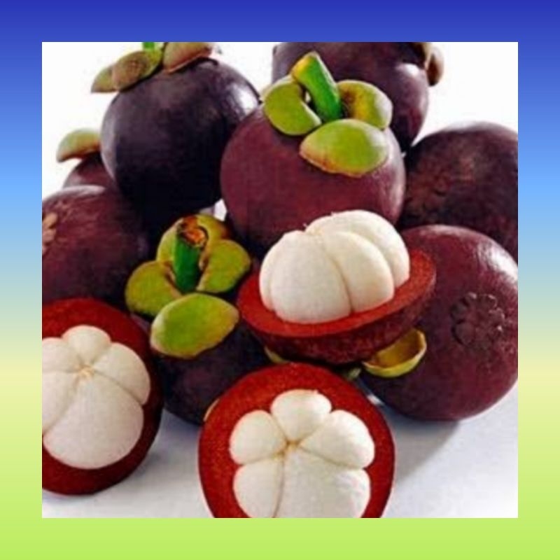 

Buah Manggis 1 kg segar Buah manggis segar Manggis 1 kg Buah manggu fresh