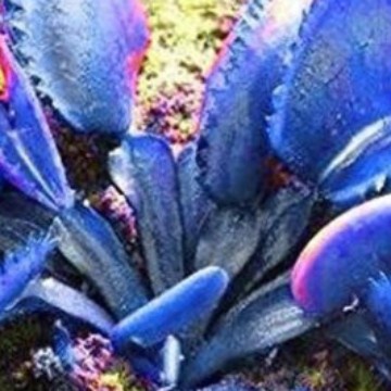 FREE ONGKIR Bibit Venus Flytrap Blue Monster Bibit Tanaman Pemakan Serangga