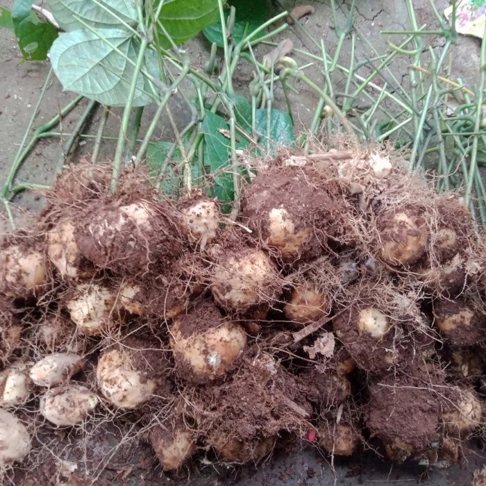 SPECIAL bibit tanaman gadung ,umbi gadung
