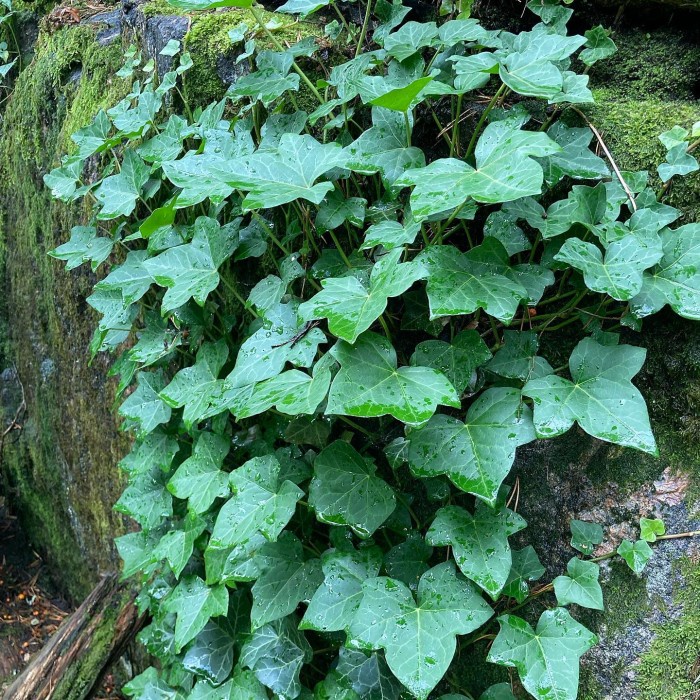 TERJAMIN Bibit tanaman gantung/rambat/penutup tembok English ivy (Hedera helix)