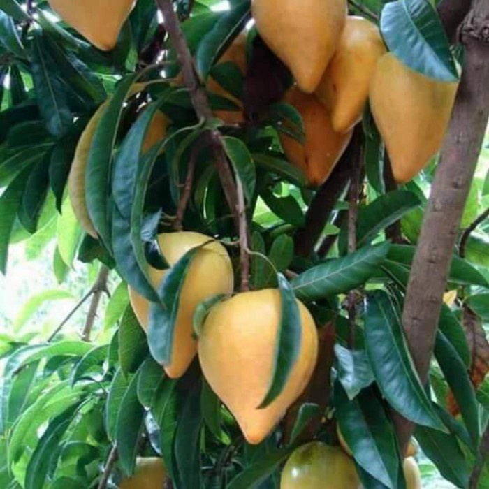 EKSLUSIF bibit tanaman buah sawo alkesa atau sawo mentega batang besar