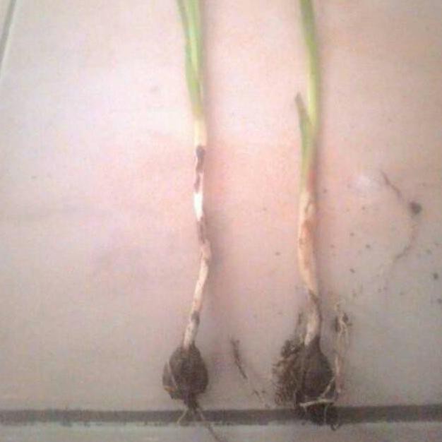 LIMITED EDITION Bibit Tanaman Bunga Saffron Zafaron Bunga Termahal Didunia