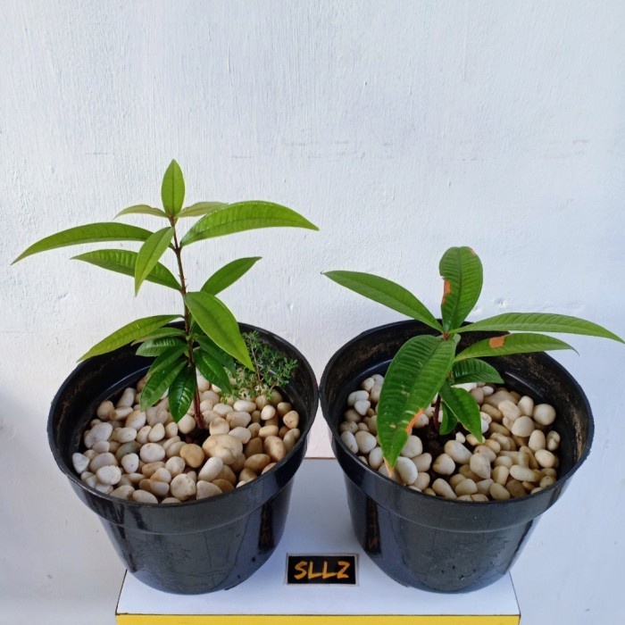 KOMPLIT Bibit Jambu Papua / Sulawesi Ori (Syzygium jiewhoei) Tanaman Langka TOPM
