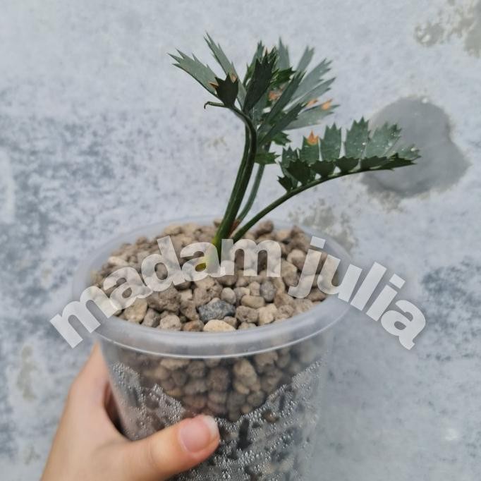 SALE Bibit Tanaman Hias Encephalartos Horridus Monlightt454