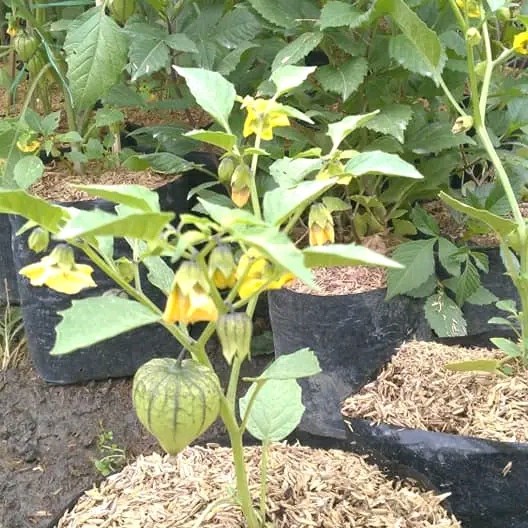 DISKON pohon ceplukan bibit tanaman - tanaman ciplukan herbal