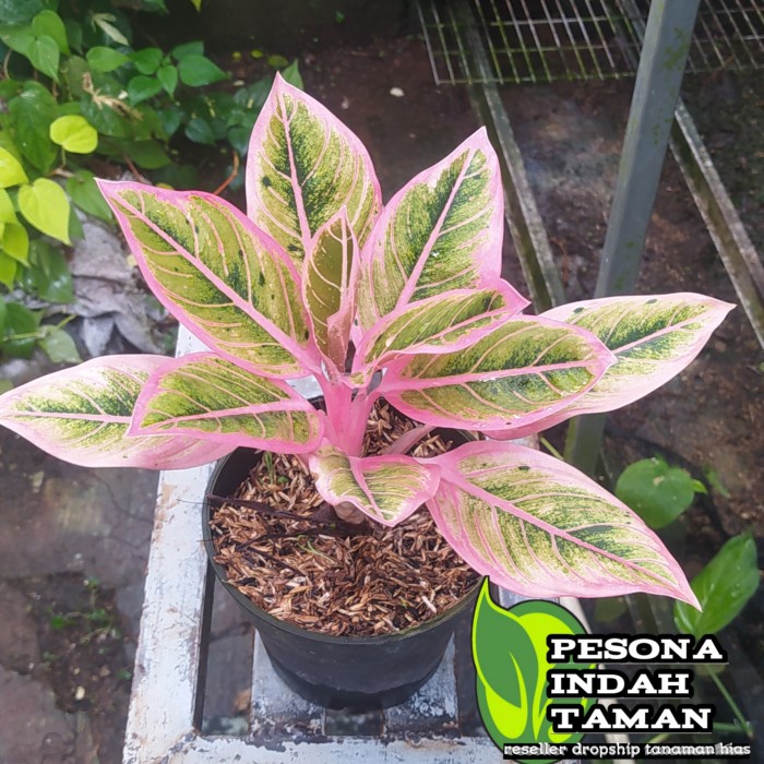 Tanaman hias aglonema lotus delight - aglonema lotus asli