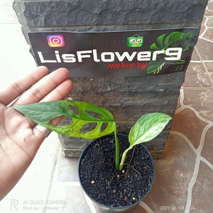 tanaman hias pohon janda bolong adansoni varigata yellow