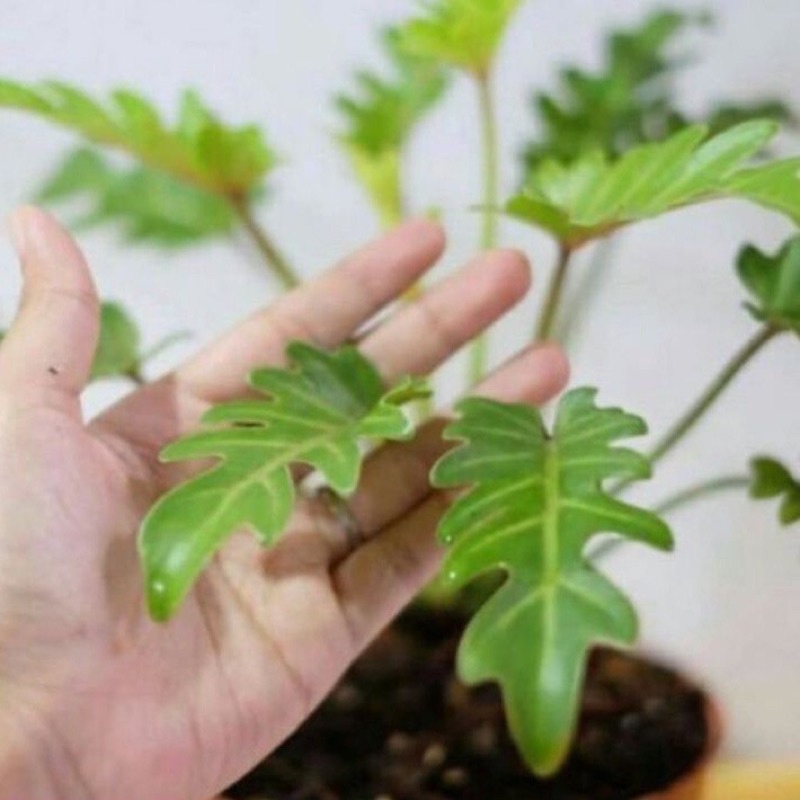 ( BISA COD ) Tanaman Hias Philodendron Xanadu Dewasa Bunga Hias Philodendroon Xanadu Tanaman Hidup