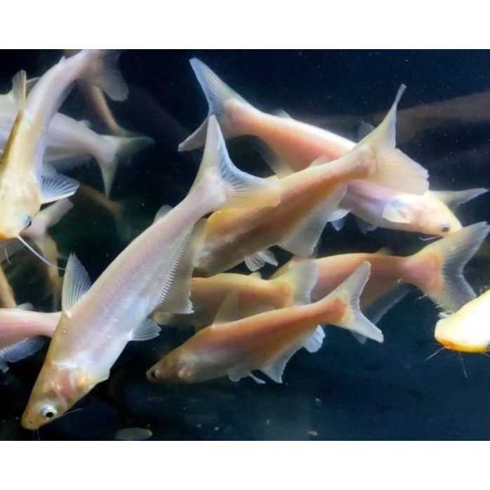 

Patin albino 5/6cm isi 20 bonus pakan