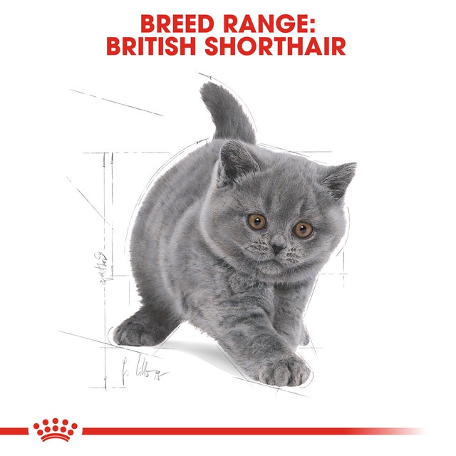 

Royal Canin British Shorthair Kitten (0.4kg) Dry Makanan Anak Kucing - Feline Breed Nutrition