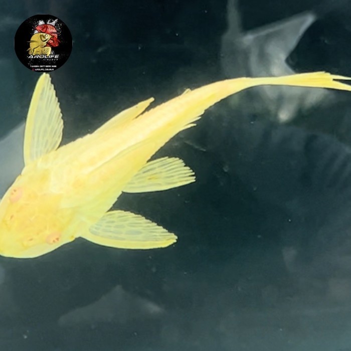 Gibbiceps Albino Gibicep Pleco L083 Gibbicep mentega Ikan Hias bersih