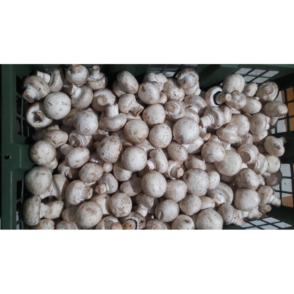 

Jamur Champignon/jamur kancing " Grade C" / 1 Kg