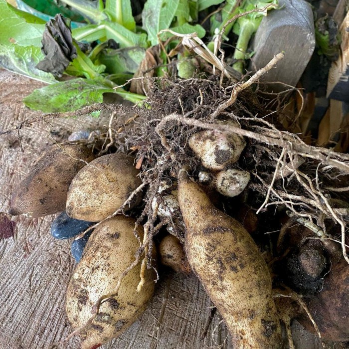 Bibit tanaman umbi manis yacon yacn yakon (Smallanthus sonchifolius)