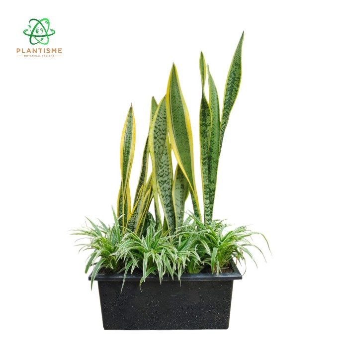 Oxyspace - Tanaman Pembatas Ruangan Sanspider Set Partisi Office Cafe