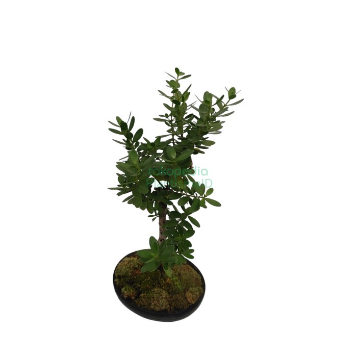 Bonsai Lohansung Micro Buddhistpine Podocarpus Macrophyllus